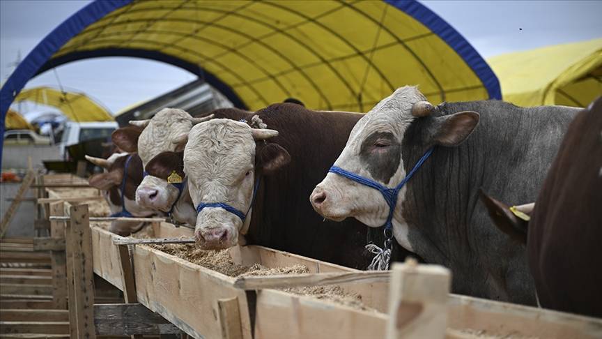 Kurban ibadetiyle ilgili doğru bilinen yanlışlar 1